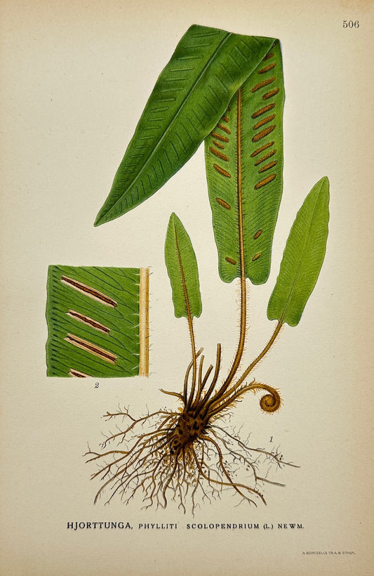 Antique Print - Carl Lindman - Hart's-tongue Fern - Phyllitis Scolopendrium - F4
