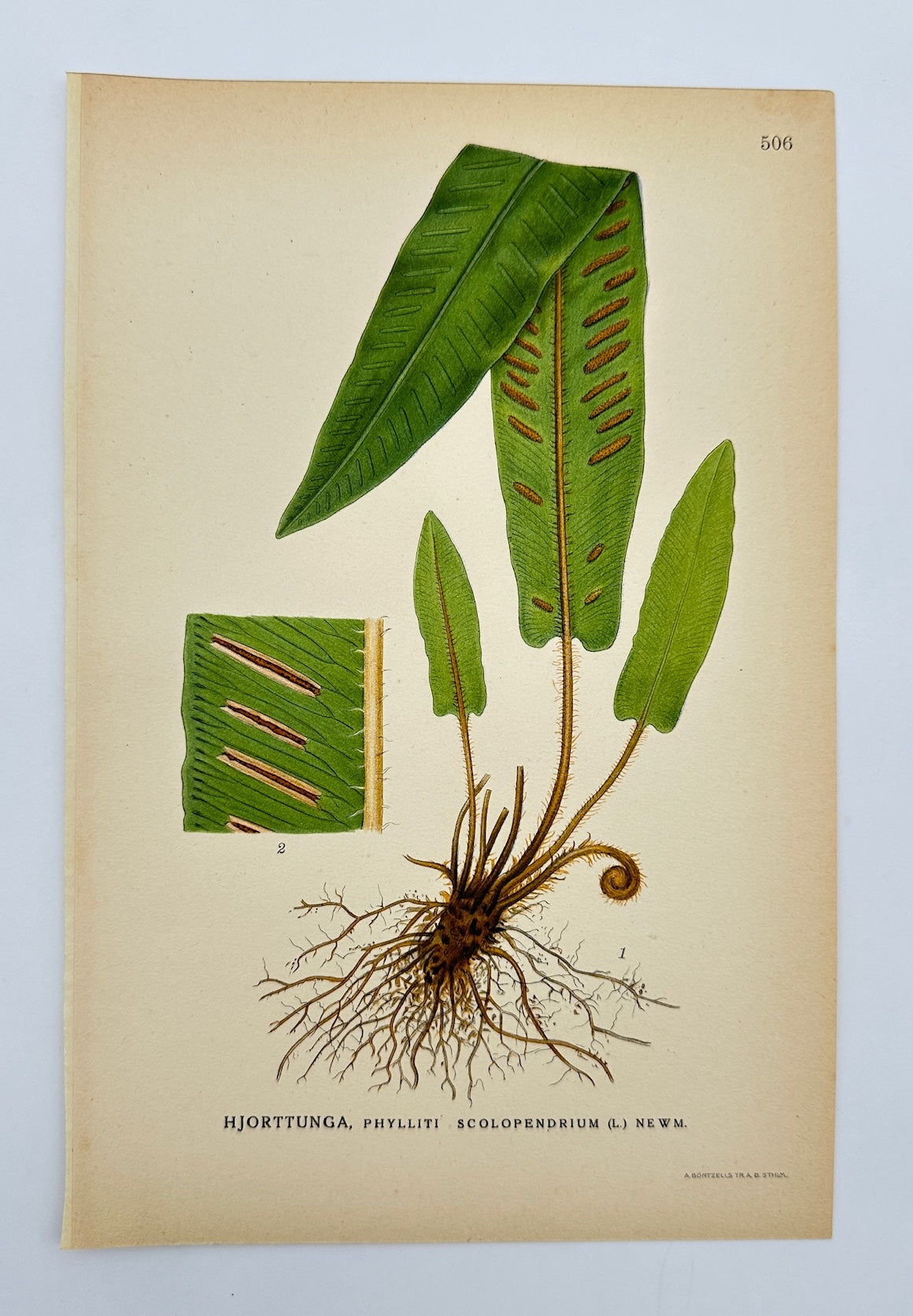 Antique Print - Carl Lindman - Hart's-tongue Fern - Phyllitis Scolopendrium - F4