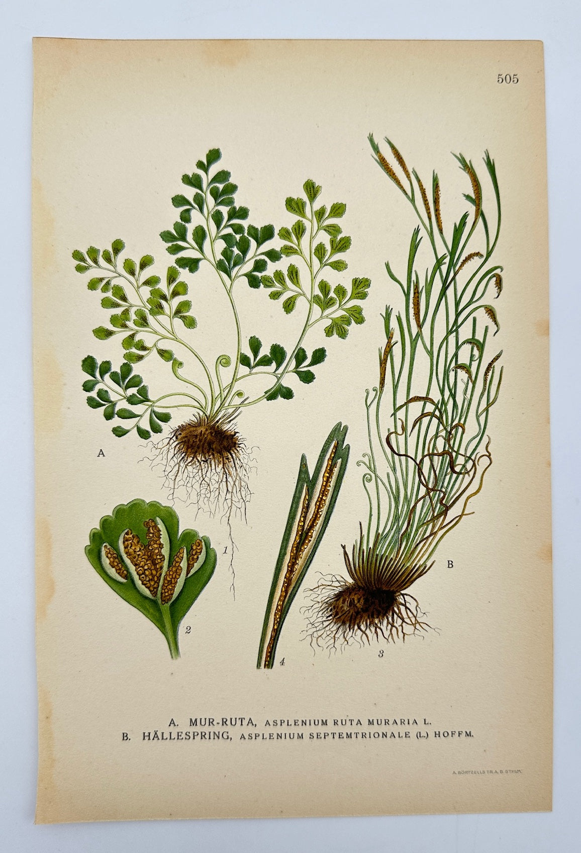 Antique Botanical Print - Carl Lindman - Wall-rue and Northern Spleenwort  F4