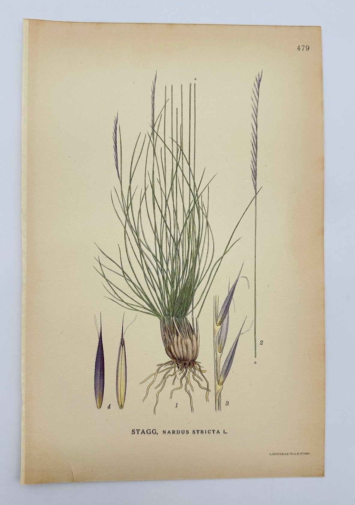 Antique Botanical Print - Carl Lindman - Mat-grass - Nardus Stricta - F4