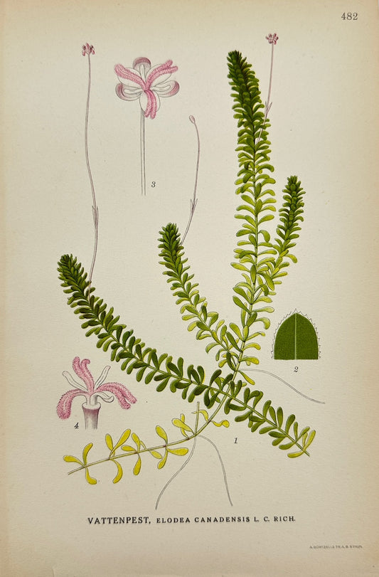 Antique Print - Carl Lindman - Canadian Waterweed - Elodea Canadensis - F4