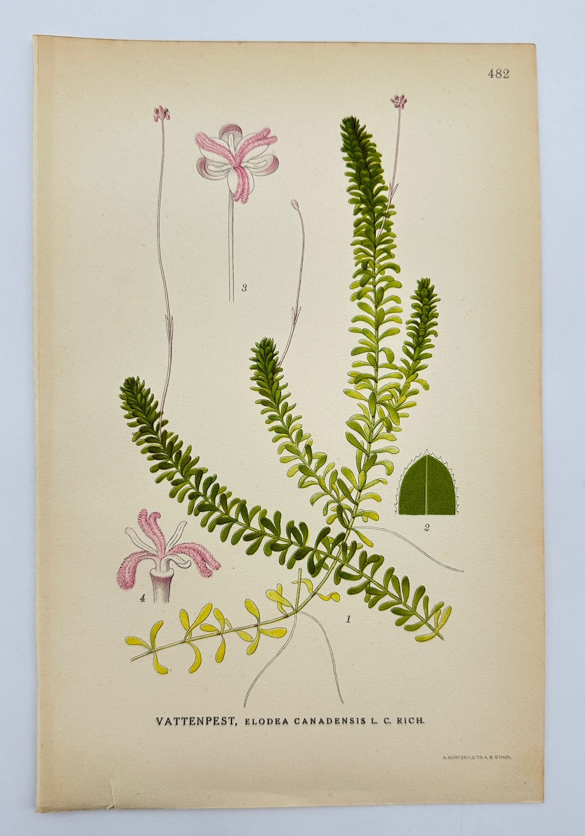 Antique Print - Carl Lindman - Canadian Waterweed - Elodea Canadensis - F4