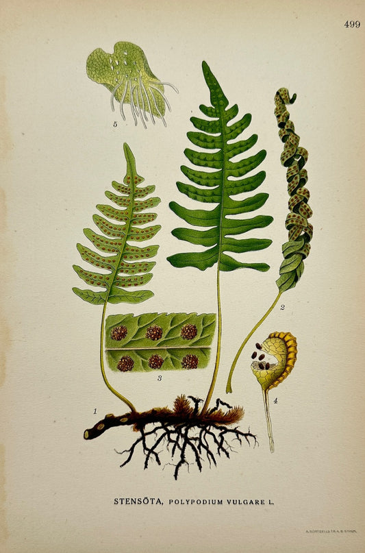 Antique Print - Carl Lindman - Common Polypody - Polypodium Vulgare - F4