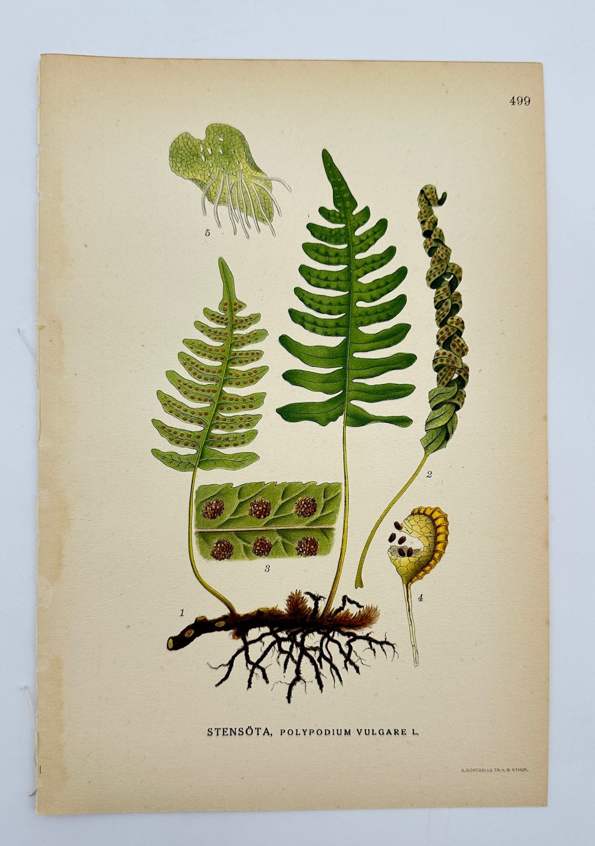 Antique Print - Carl Lindman - Common Polypody - Polypodium Vulgare - F4
