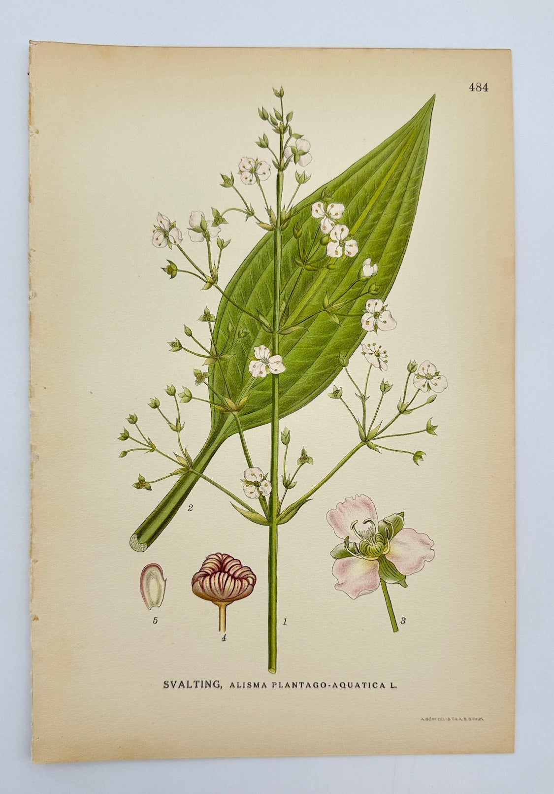 Antique Print - Carl Lindman - Water Plantain - Alisma Plantago-aquatica - F4