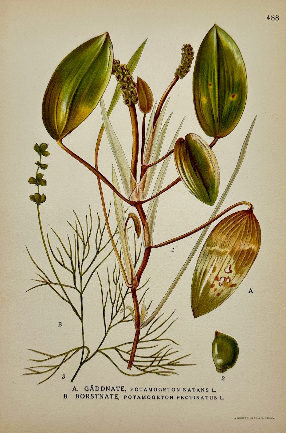 Antique Print - Carl Lindman - Broad-leaved Pondweed and Sago Pondweed - F4