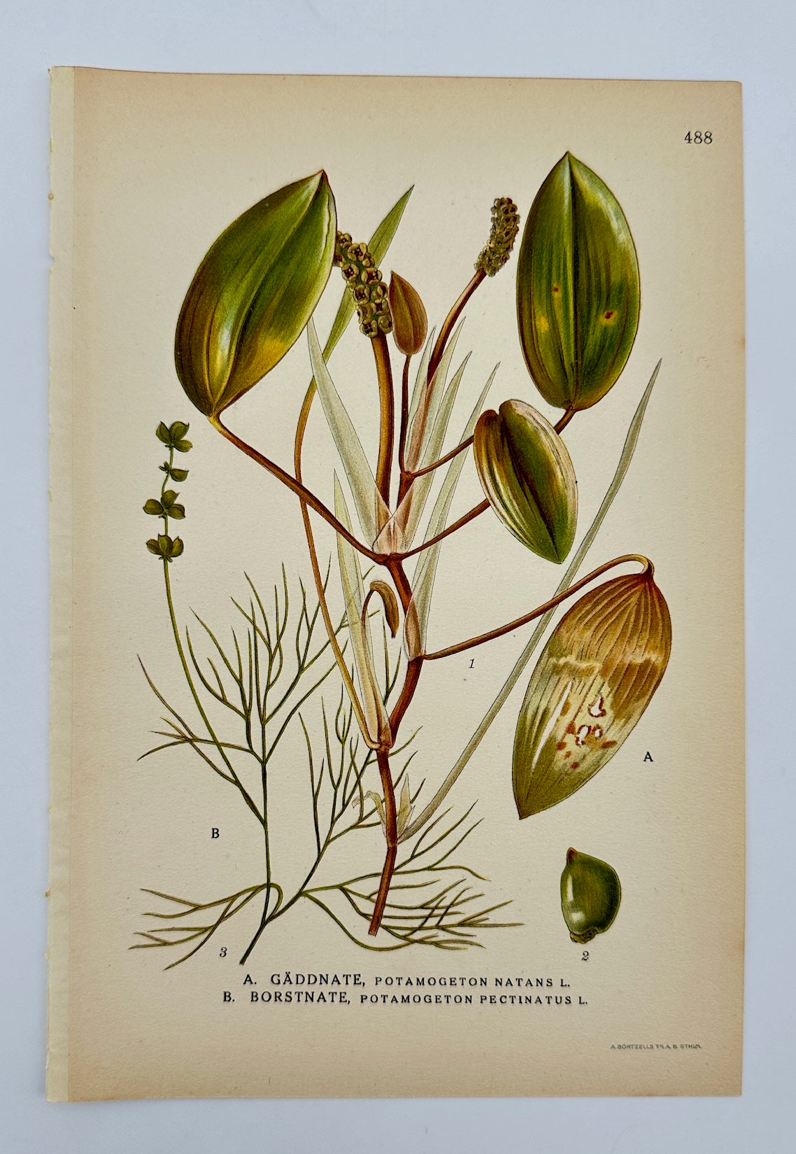 Antique Print - Carl Lindman - Broad-leaved Pondweed and Sago Pondweed - F4