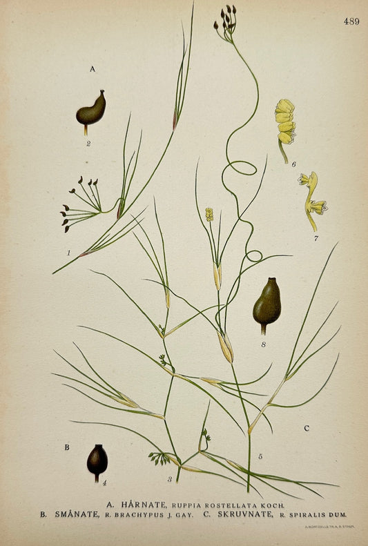 Antique Print - Carl Lindman - Beaked Tasselweed - Short Beaked Tasselweed - F4