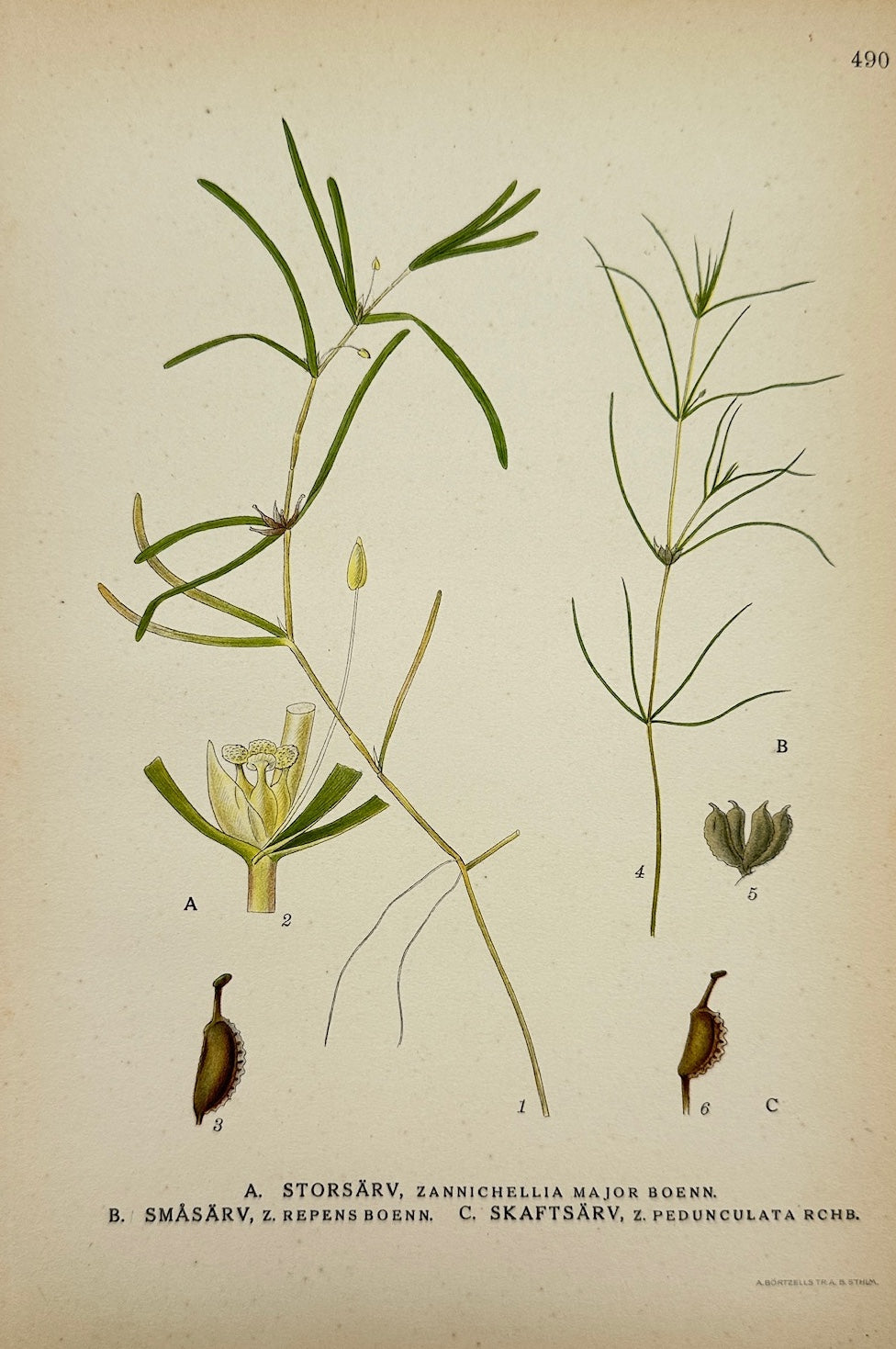 Antique Print - Carl Lindman - Horned Pondweed - Northern Horned Pondweed - F4