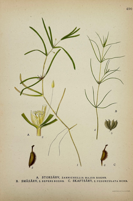 Antique Print - Carl Lindman - Horned Pondweed - Northern Horned Pondweed - F4