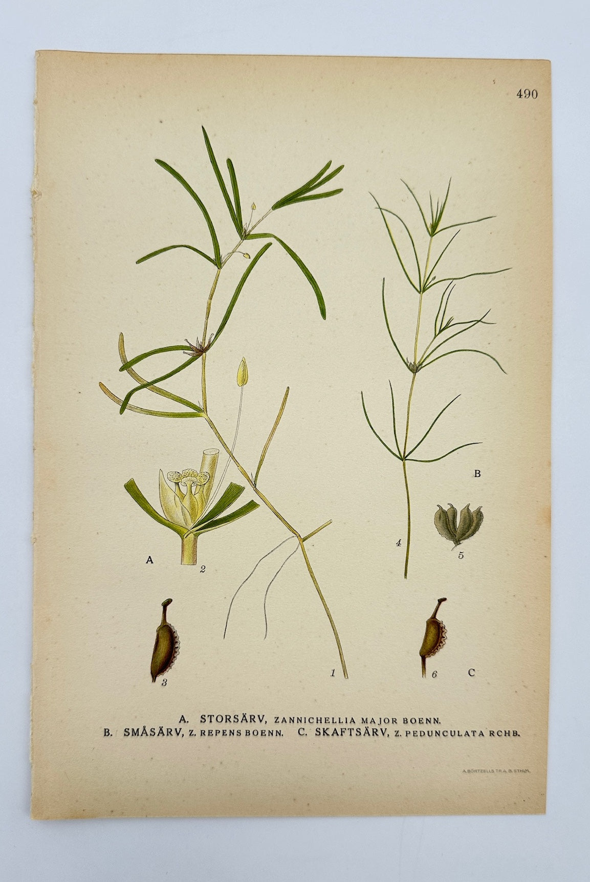 Antique Print - Carl Lindman - Horned Pondweed - Northern Horned Pondweed - F4