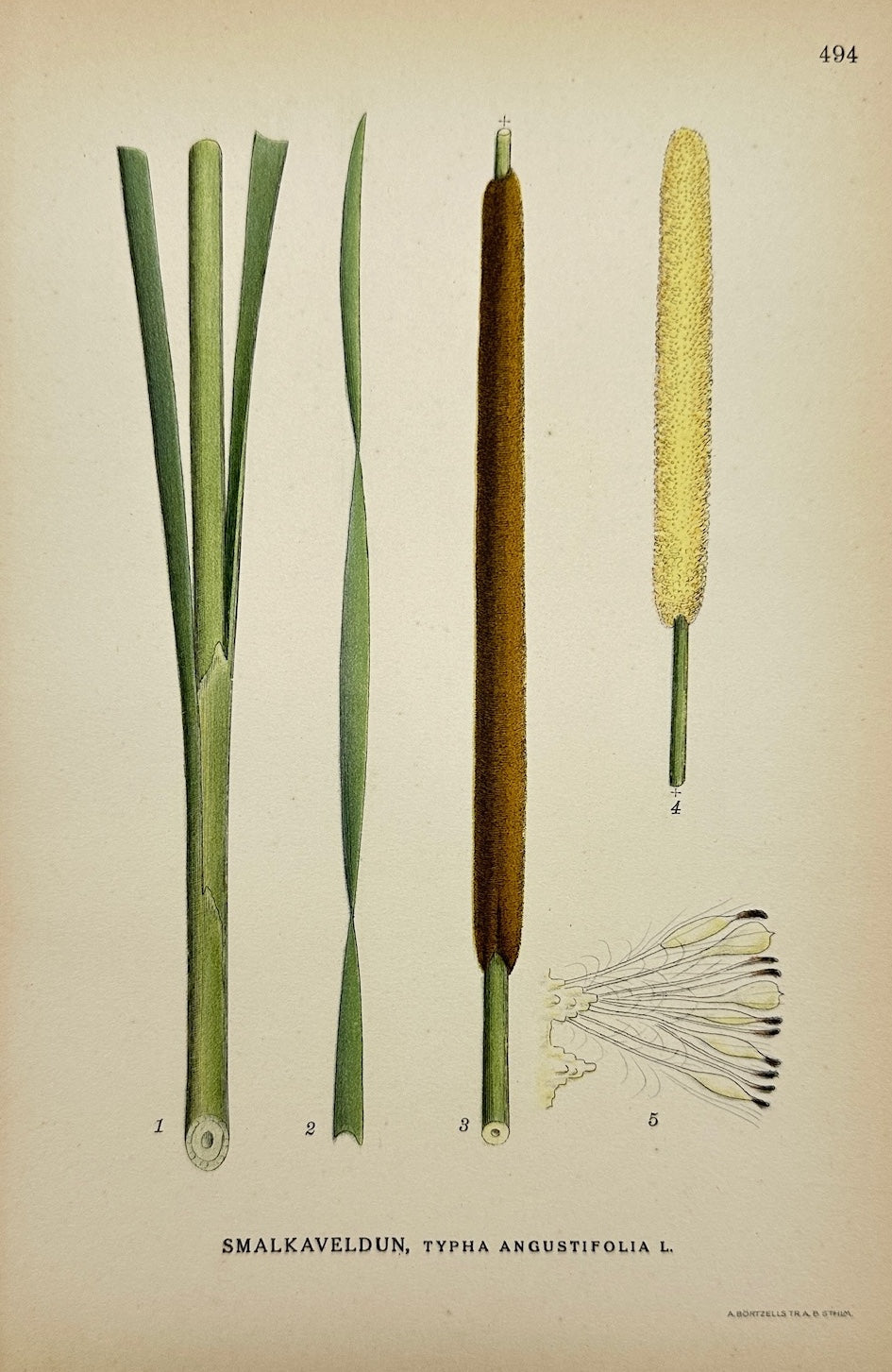 Antique Print - Carl Lindman - Narrowleaf Cattail - Typha Angustifolia - F4