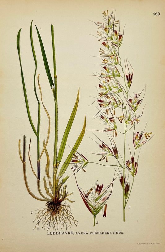 Antique Botanical Print - Carl Lindman - Downy Oat - Avena Pubescens - F4
