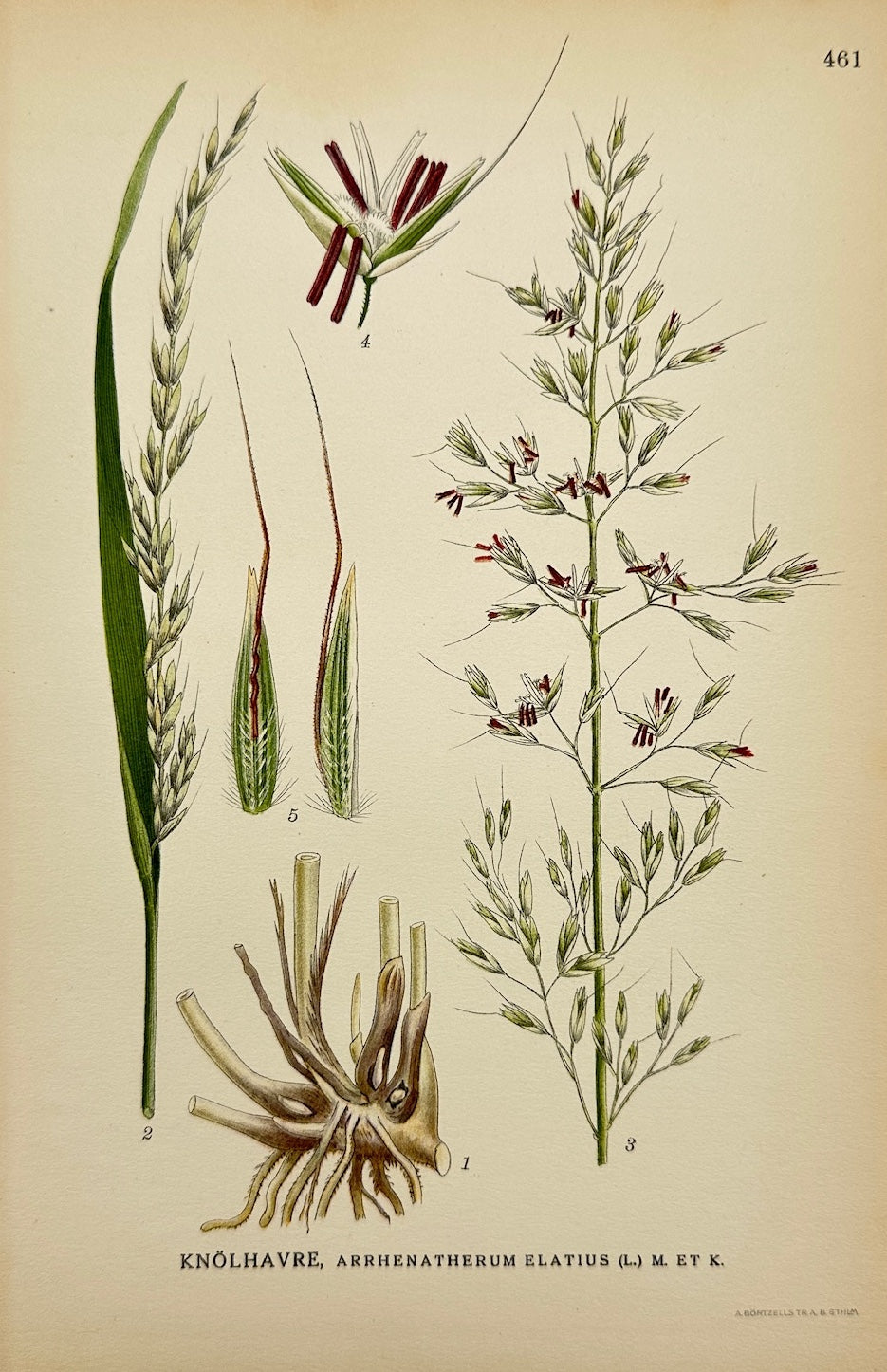 Antique Print - Carl Lindman - False Oat-grass - Arrhenatherum Elatius - F4