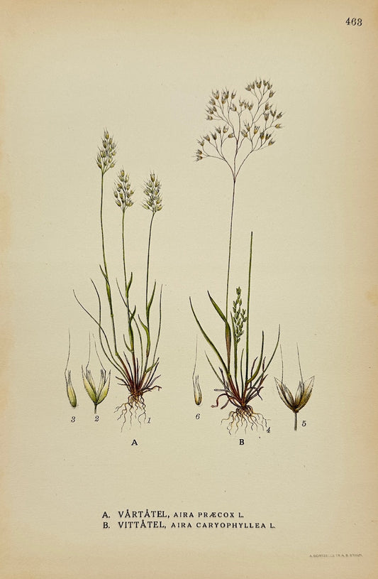 Antique Print - Carl Lindman - Early Hair-grass and Silver Hair-grass - F4