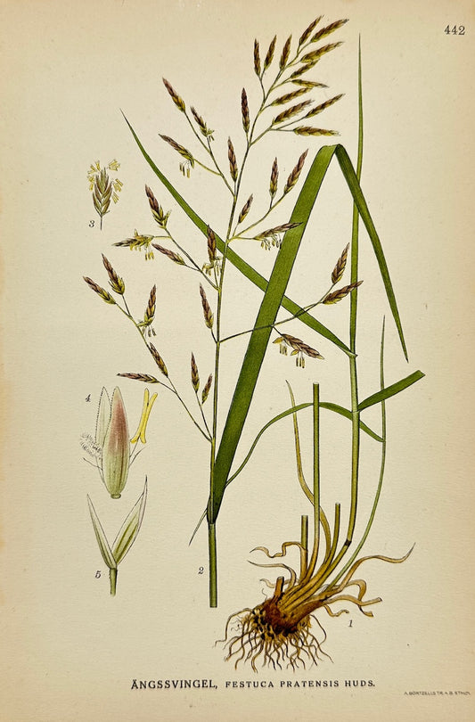 Antique Botanical Print - Carl Lindman - Meadow Fescue - Festuca Pratensis - F4
