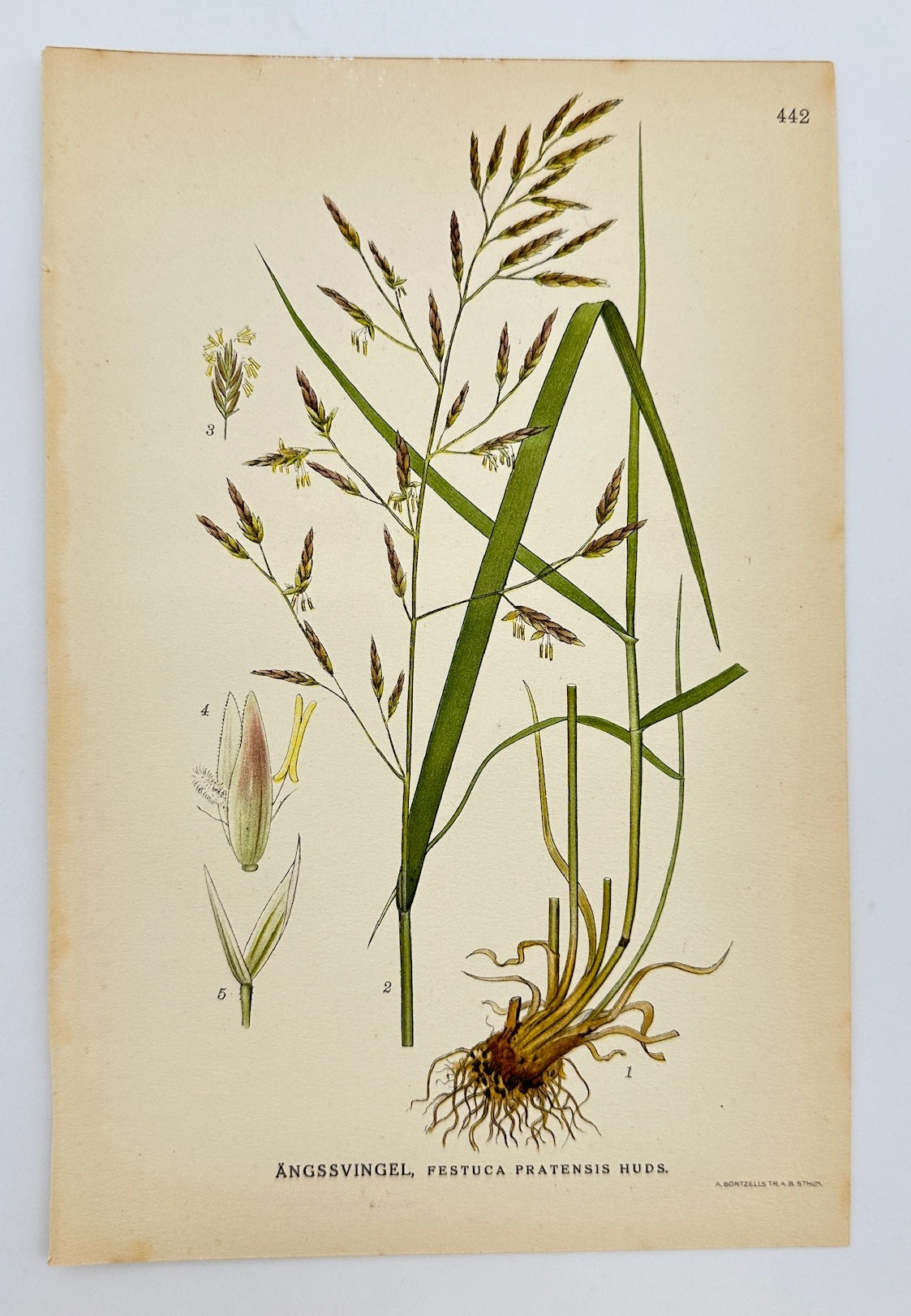 Antique Botanical Print - Carl Lindman - Meadow Fescue - Festuca Pratensis - F4