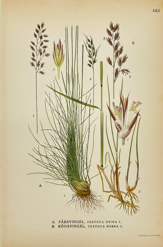 Antique Botanical Print - Carl Lindman - Sheep's Fescue and Red Fescue - F4