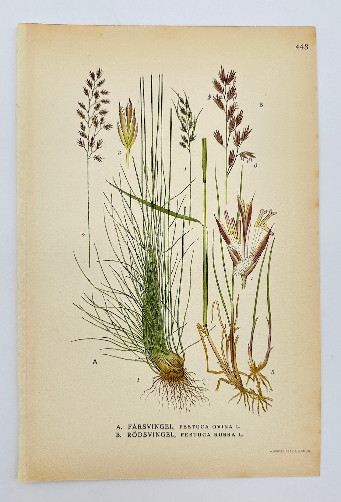Antique Botanical Print - Carl Lindman - Sheep's Fescue and Red Fescue - F4