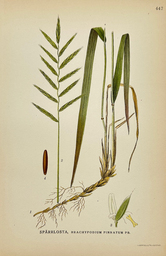 Antique Print - Carl Lindman - Awned Brome - Brachypodium Pinnatum - F4