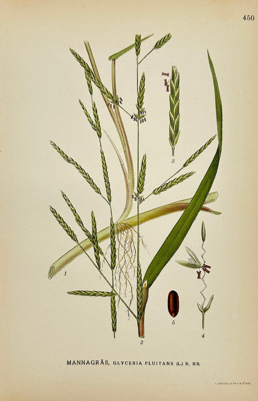 Antique Print - Carl Lindman - Floating Sweet-grass - Glyceria Fluitans - F4