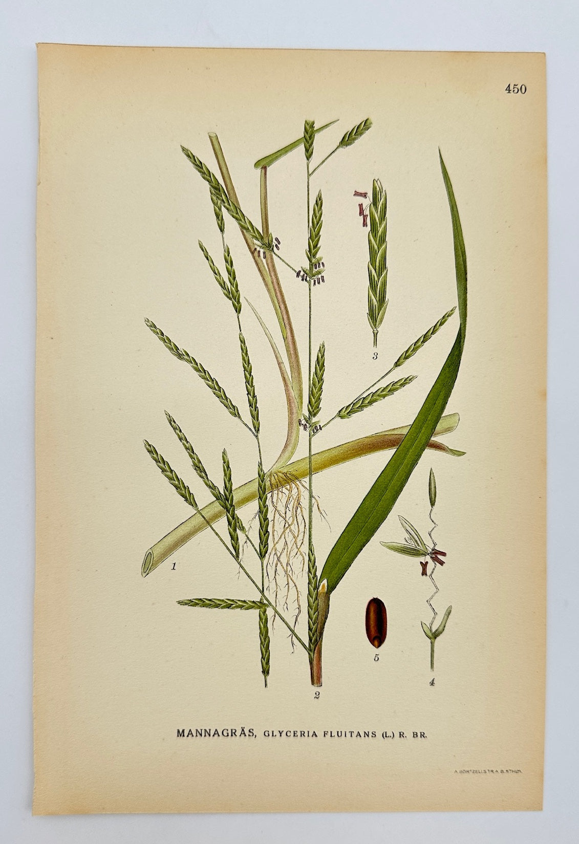Antique Print - Carl Lindman - Floating Sweet-grass - Glyceria Fluitans - F4