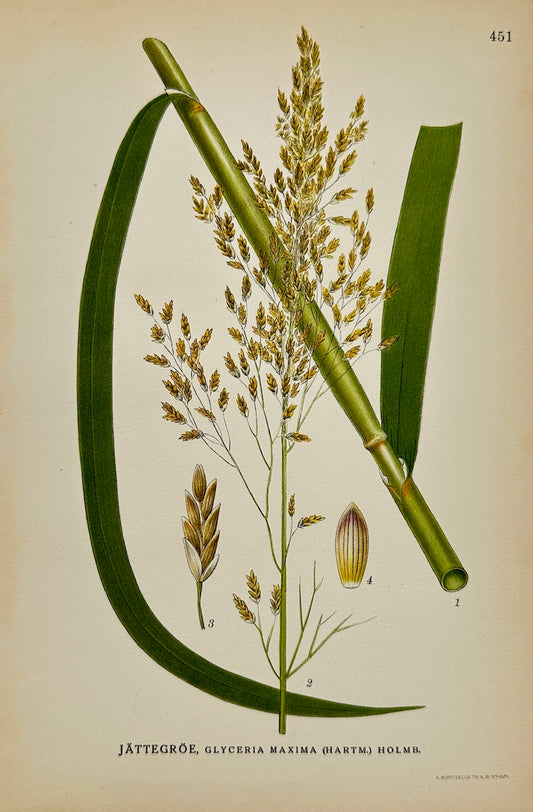 Antique Print - Carl Lindman - Great Ganna Grass - Glyceria Maxima - F4