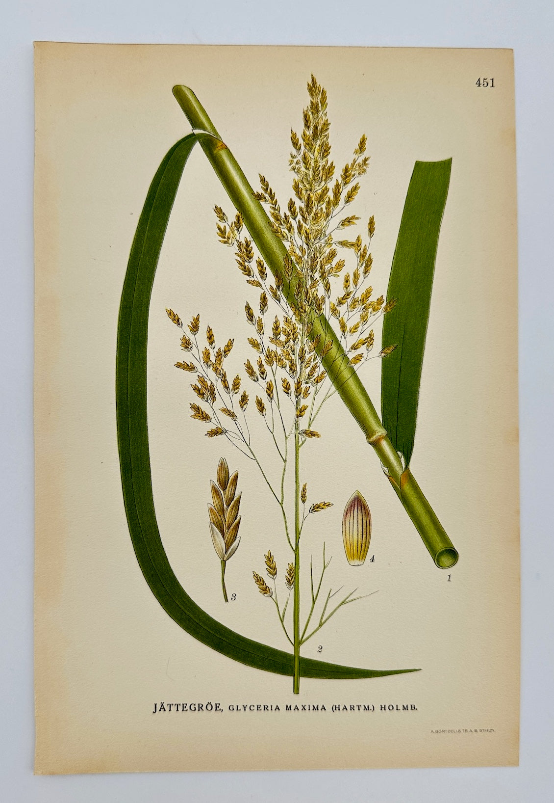 Antique Print - Carl Lindman - Great Ganna Grass - Glyceria Maxima - F4