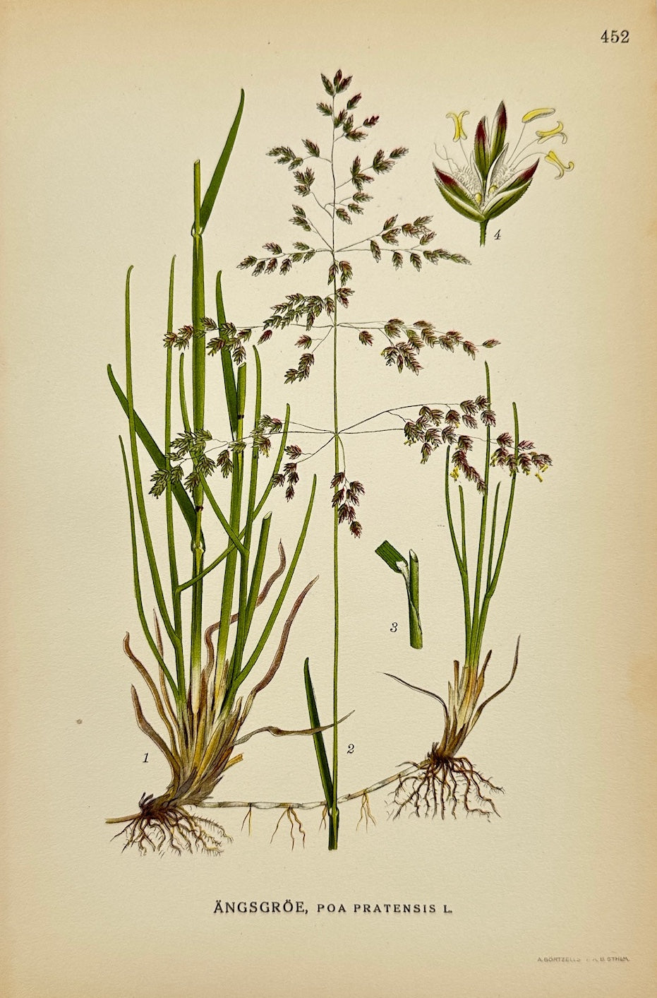 Antique Botanical Print - Carl Lindman - Kentucky Bluegrass - Poa Pratensis - F4