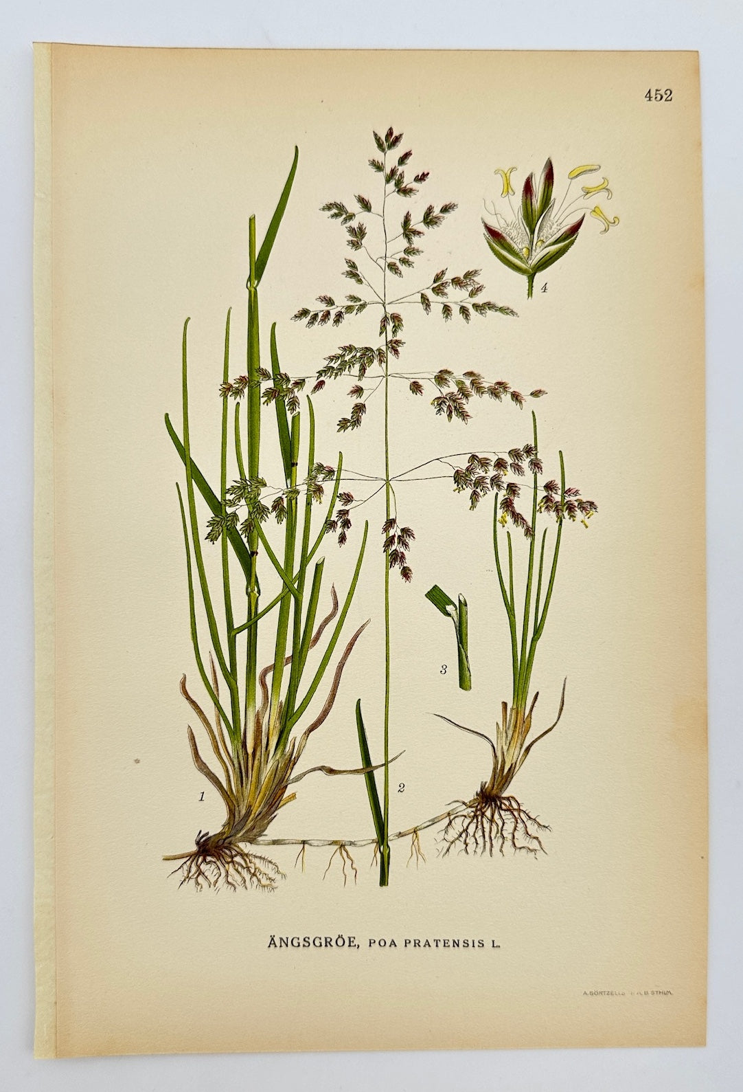 Antique Botanical Print - Carl Lindman - Kentucky Bluegrass - Poa Pratensis - F4