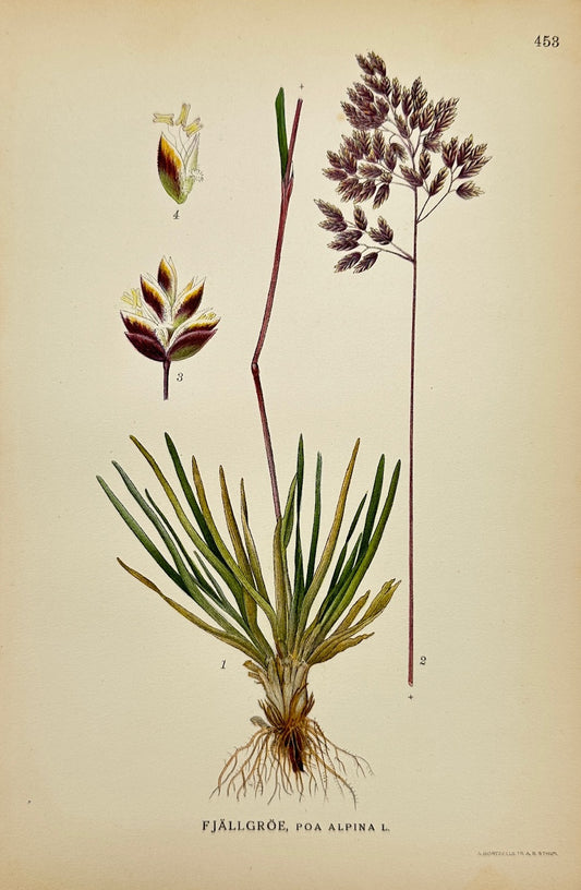 Antique Botanical Print - Carl Lindman - Alpine Meadow-grass - Poa Alpina - F4