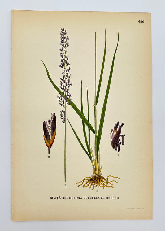 Antique Print - Carl Lindman - Molinia Caerulea - Purple Moor-grass - F4