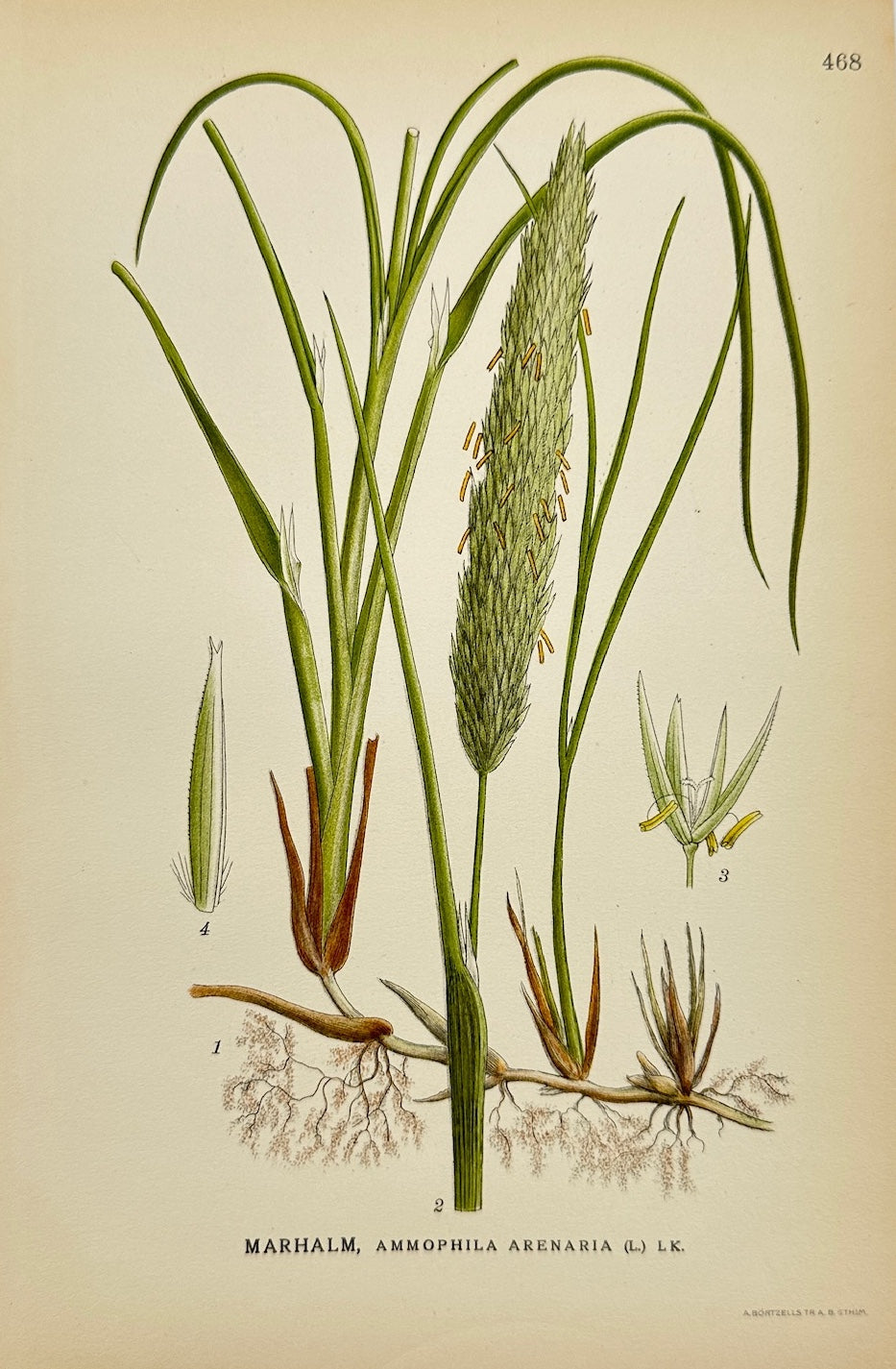 Antique Print - Carl Lindman - European Beachgrass - Ammophila Arenaria - F4