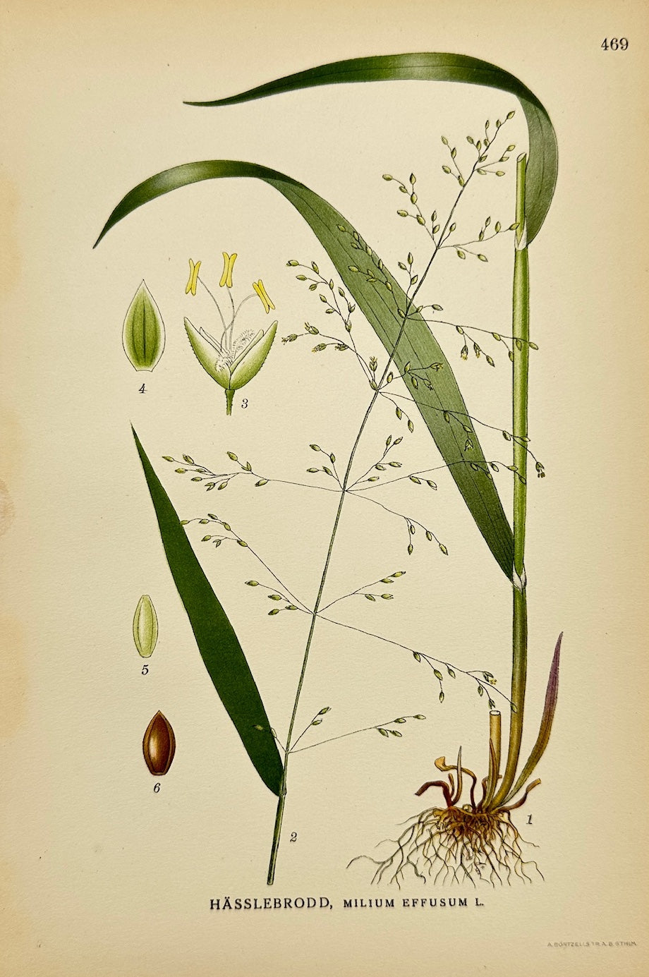 Antique Botanical Print - Carl Lindman - Wood Millet - Milium Effusum - F4
