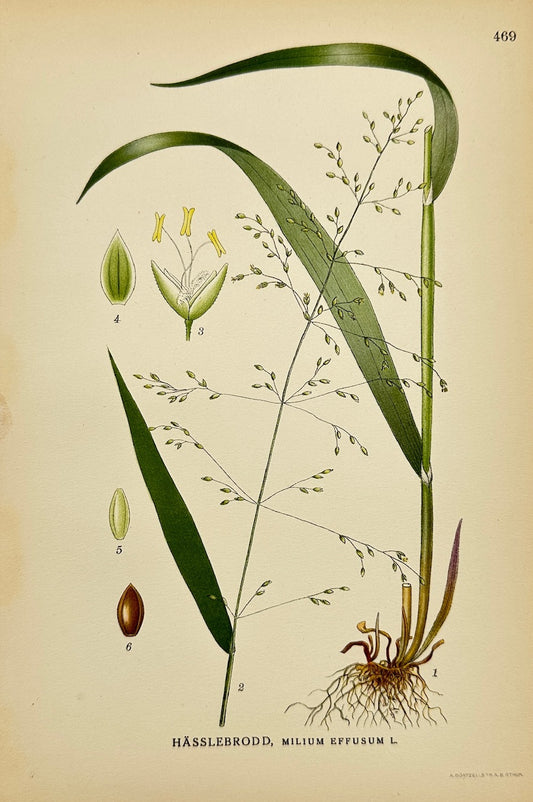 Antique Botanical Print - Carl Lindman - Wood Millet - Milium Effusum - F4