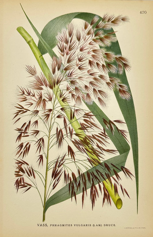 Antique Botanical Print - Carl Lindman - Common Reed - Phragmites Vulgaris - F4