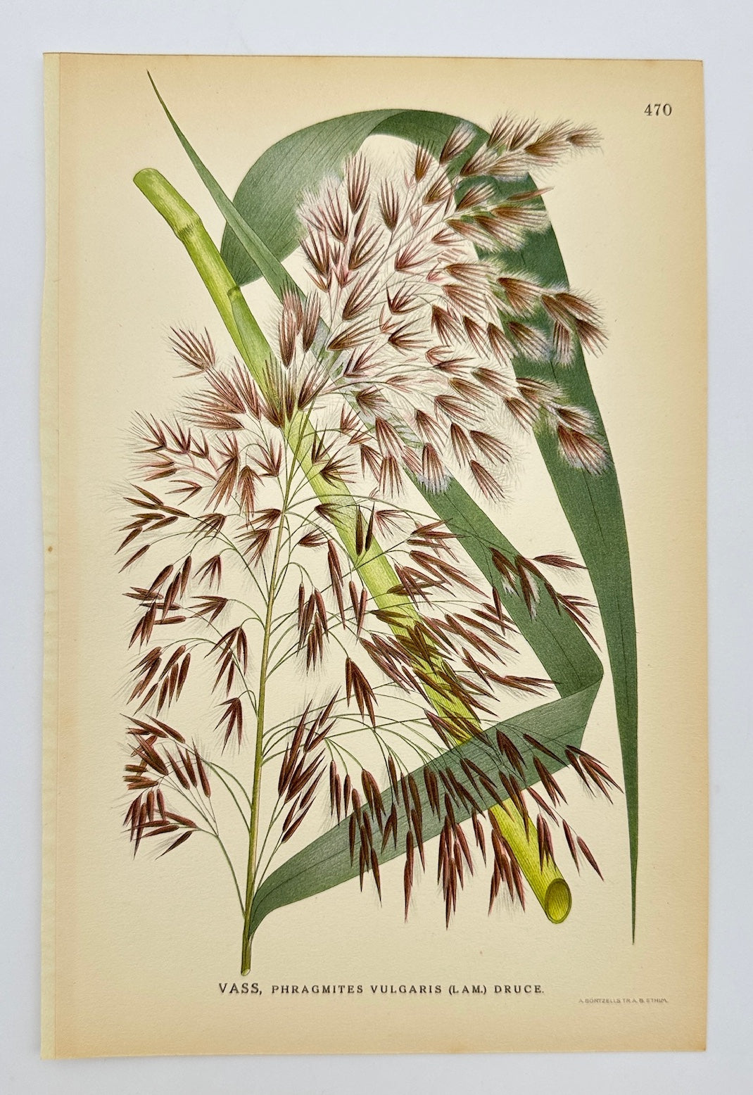 Antique Botanical Print - Carl Lindman - Common Reed - Phragmites Vulgaris - F4