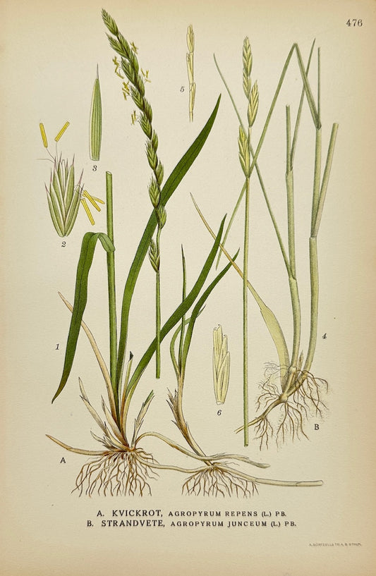 Antique Botanical Print - Carl Lindman - Quackgrass and Sea Couch Grass - F4