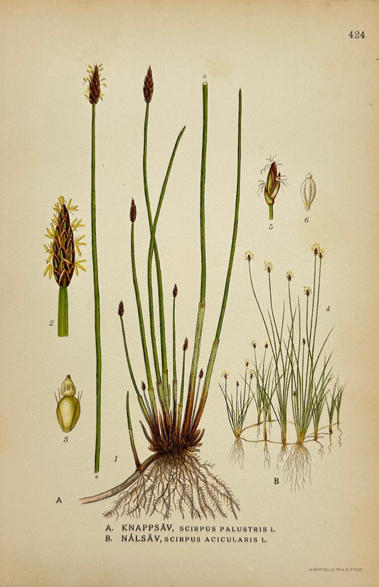 Antique Print - Carl Lindman - Common Club-rush and Needle Spike-rush - F4