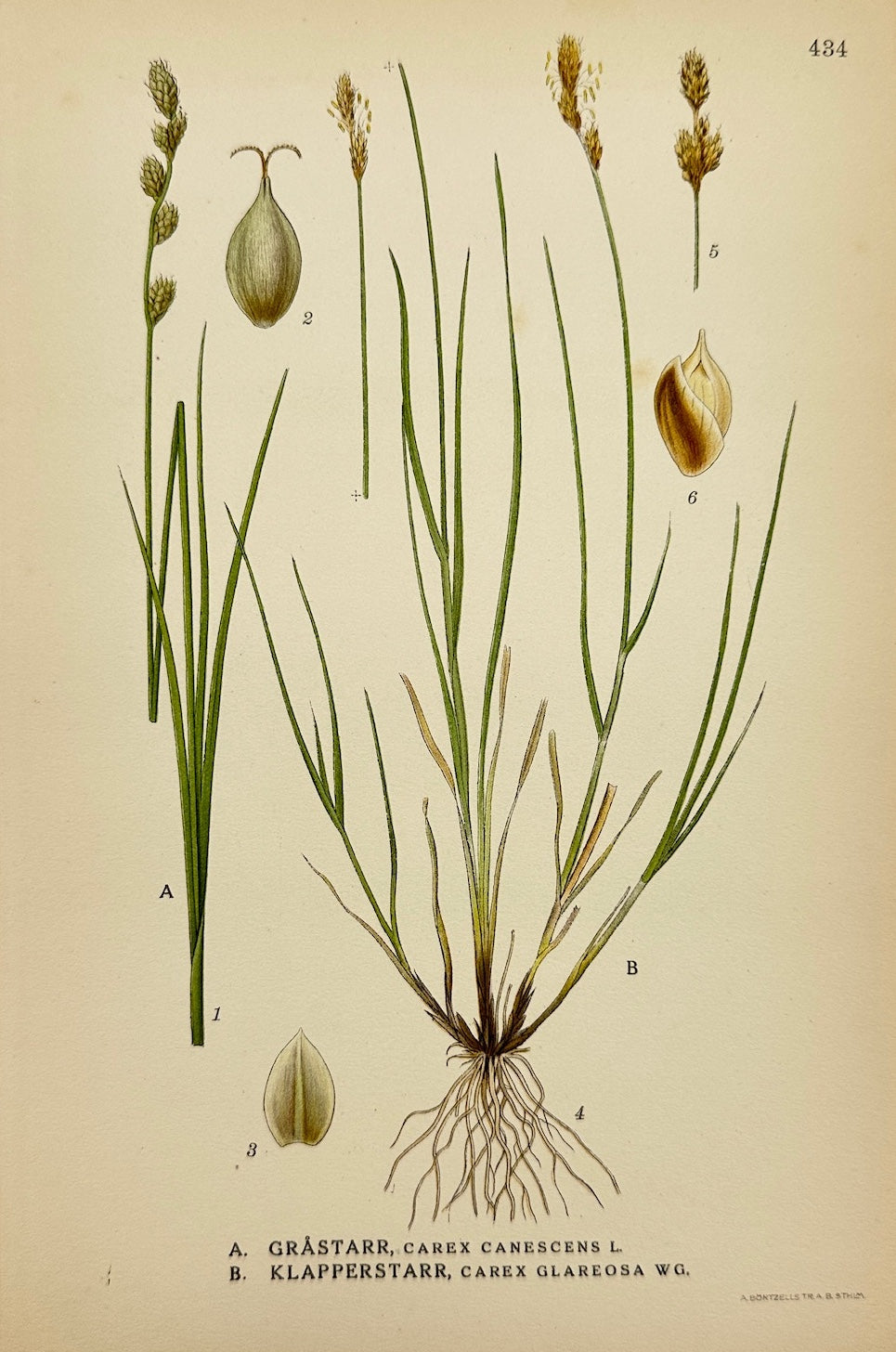 Antique Botanical Print - Carl Lindman - White Sedge and Shiny Sedge - F4