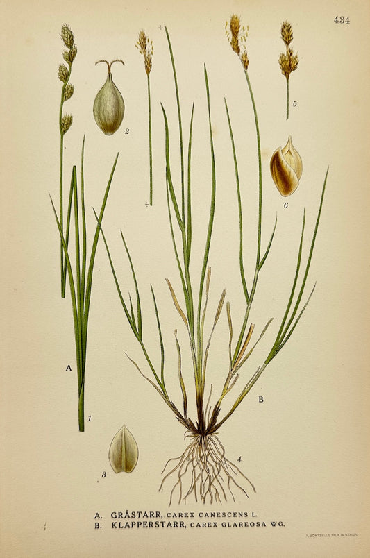 Antique Botanical Print - Carl Lindman - White Sedge and Shiny Sedge - F4