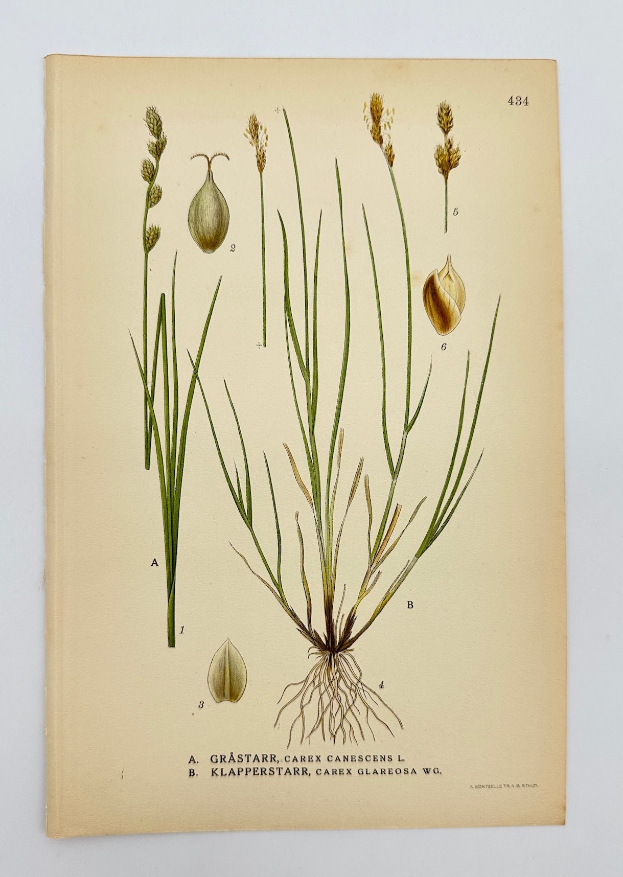 Antique Botanical Print - Carl Lindman - White Sedge and Shiny Sedge - F4