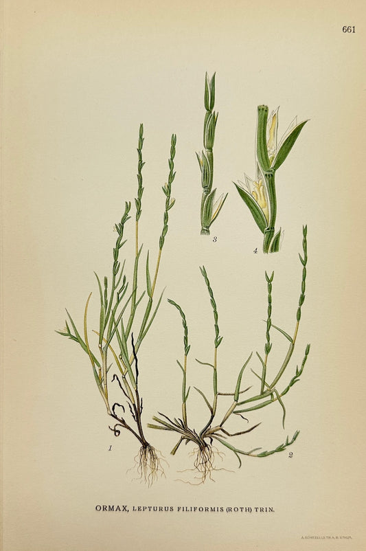 Antique Print - Carl Lindman - Slender Brushwood - Lepturus Filiformis - F4