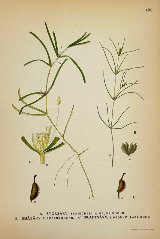 Antique Print - Lindman - Greater Horned Pondweed - Stalked Horned Pondweed - F4