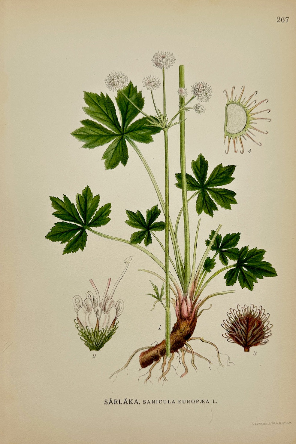 Antique Botanical Print - Carl Lindman - Wood Sanicle - Sanicula Europaea - F4