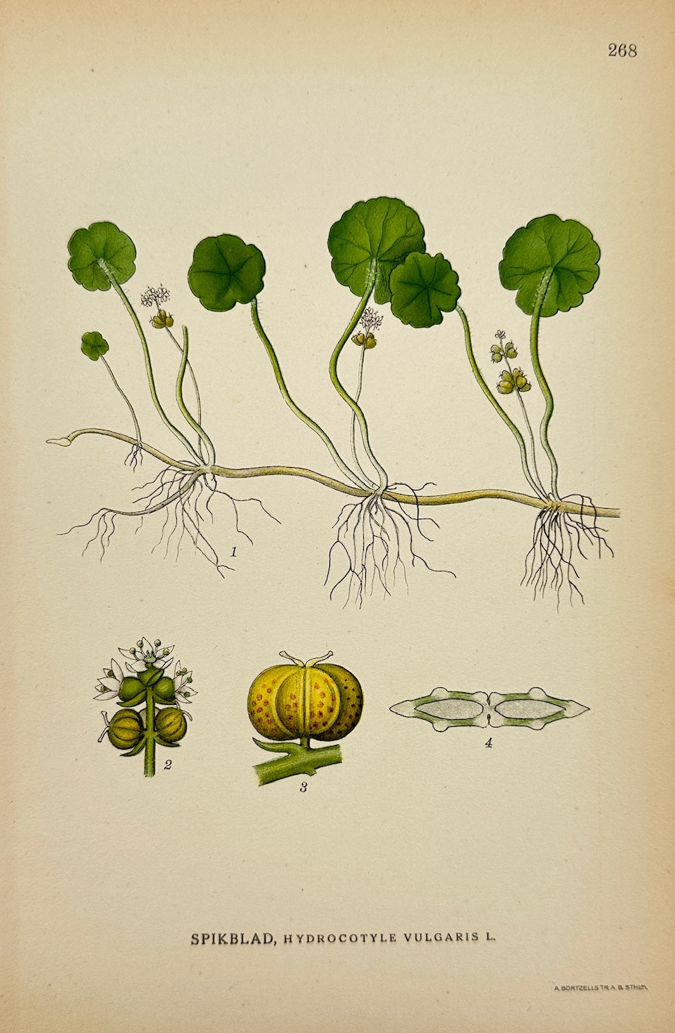 Antique Print - Carl Lindman - Marsh Pennywort - Hydrocotyle Vulgaris - F4