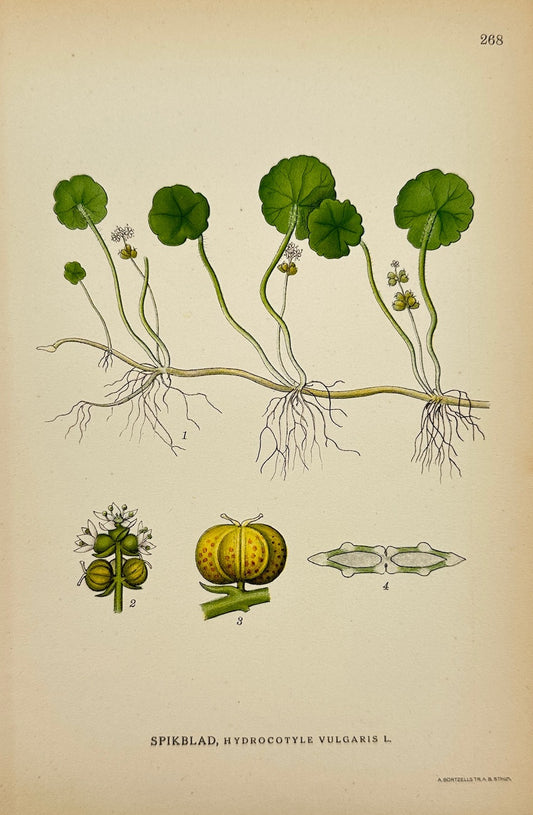 Antique Print - Carl Lindman - Marsh Pennywort - Hydrocotyle Vulgaris - F4
