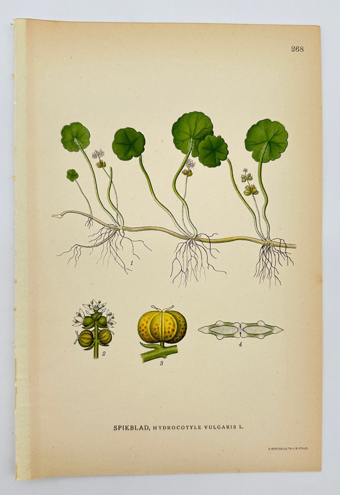 Antique Print - Carl Lindman - Marsh Pennywort - Hydrocotyle Vulgaris - F4