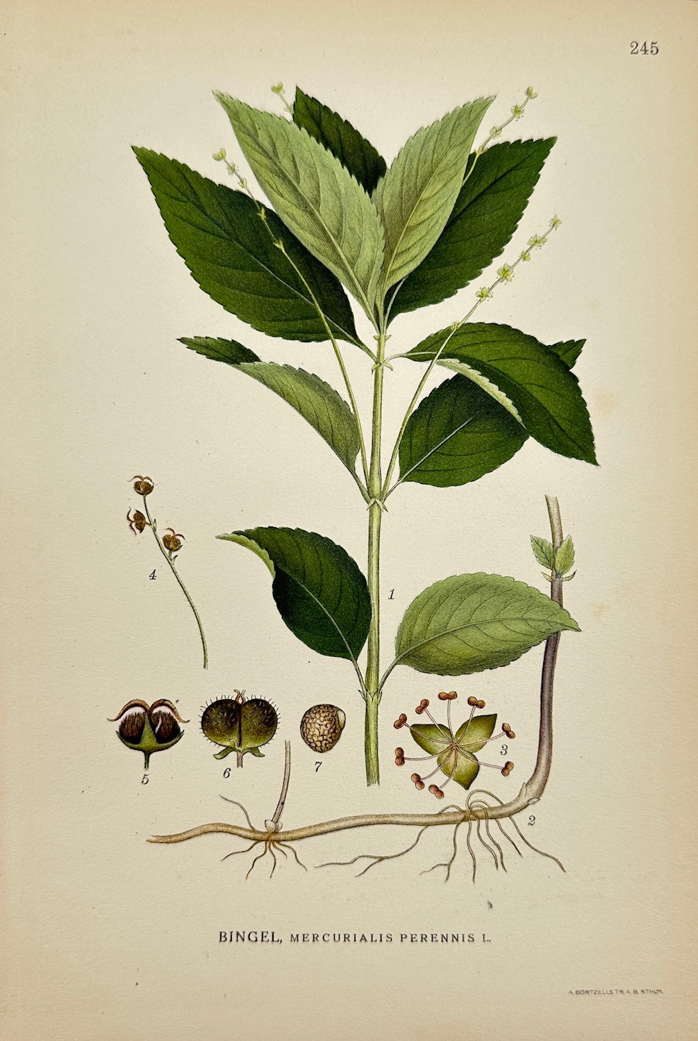 Antique Print - Carl Lindman - Dog's Mercury - Mercurialis Perennis - F4