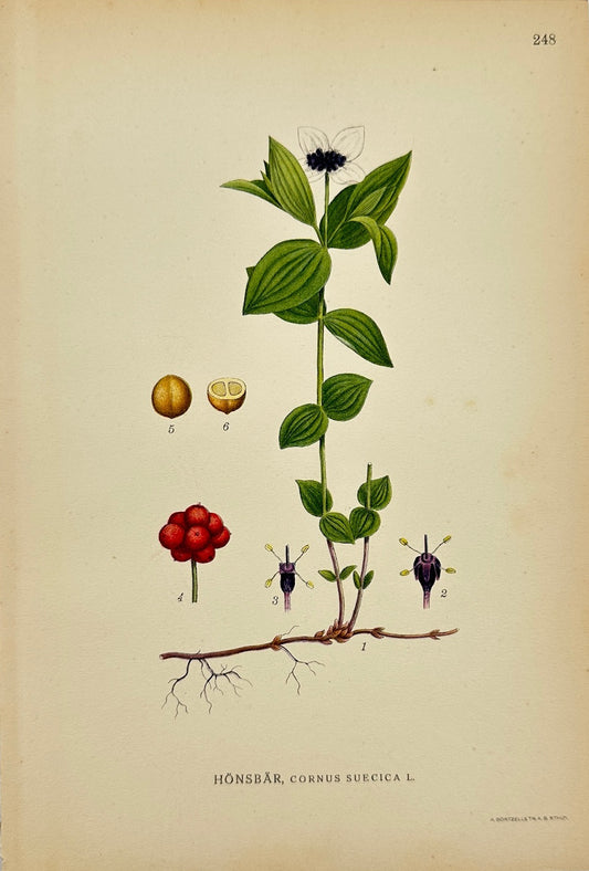 Antique Print - Carl Lindman - Swedish Dwarf Cornel - Cornus Suecica - F4
